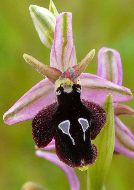 Le orchidee degli Dei: 8 giorni nel Peloponneso, marzo 2014.